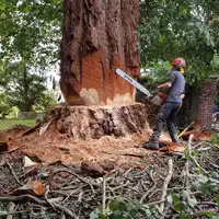 abattage-d-arbres-44